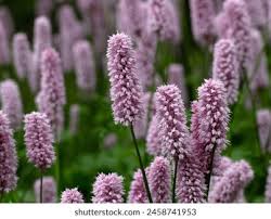 Attēlu rezultāti vaicājumam “Bistorta major flower”