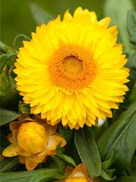 Image result for Strohblume