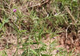 Attēlu rezultāti vaicājumam “Vicia angustifolia leaf”