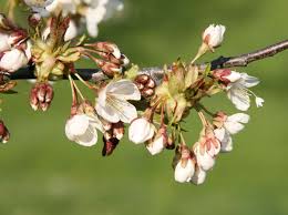Attēlu rezultāti vaicājumam “Prunus avium flower”