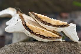 Attēlu rezultāti vaicājumam “Skeletocutis stellae”