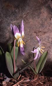 Attēlu rezultāti vaicājumam “Erythronium sibiricum flower”