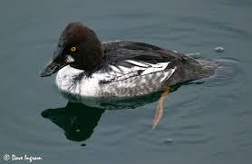 Attēlu rezultāti vaicājumam “Bucephala clangula female”