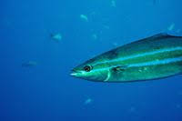 Image result for Elagatis bipinnulata