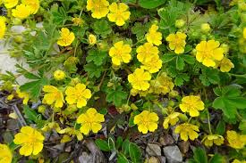 Image result for Potentilla erecta