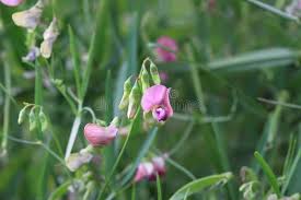 Attēlu rezultāti vaicājumam “Lathyrus sylvestris flower”