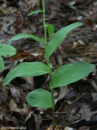 Attēlu rezultāti vaicājumam “Epipactis”