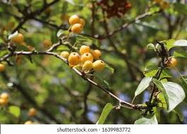 Attēlu rezultāti vaicājumam “Malus x zumi”