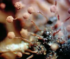 Attēlu rezultāti vaicājumam “Clastoderma debaryanum macro”