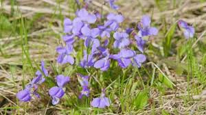 Attēlu rezultāti vaicājumam “Viola reichenbachiana flower”