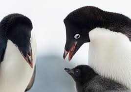 Image result for penguin