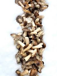 Attēlu rezultāti vaicājumam “Cribraria aurantiaca stalked”