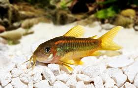 Image result for fish corydoras