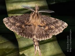 Attēlu rezultāti vaicājumam “Pterostoma palpina”