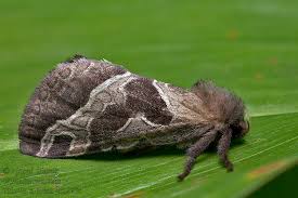 Attēlu rezultāti vaicājumam “Hepialus sylvina”