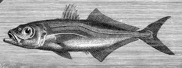Image result for Trachurus trachurus
