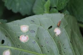 Attēlu rezultāti vaicājumam “Puccinia agrostidis”