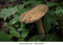 Attēlu rezultāti vaicājumam “Boletus luridus”