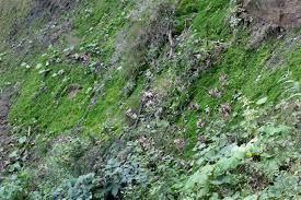 Attēlu rezultāti vaicājumam “Blasia pusilla”