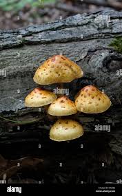 Attēlu rezultāti vaicājumam “Pholiota aurivella”