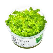 Attēlu rezultāti vaicājumam “Hottonia palustris leaf”