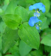 Attēlu rezultāti vaicājumam “Commelinaceae”