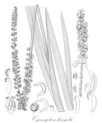 Attēlu rezultāti vaicājumam “Juncaginaceae”