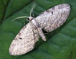 Attēlu rezultāti vaicājumam “Eupithecia tenuiata”