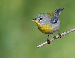 Image result for Parula americana