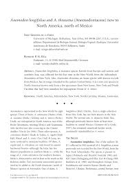 Attēlu rezultāti vaicājumam “Anomodon longifolius”