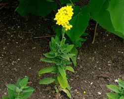 Image result for Calceolaria integrifolia