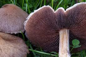 Attēlu rezultāti vaicājumam “Psathyrella lacrymabunda”