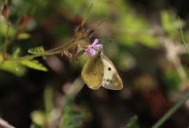 Attēlu rezultāti vaicājumam “Colias palaeno upperside”