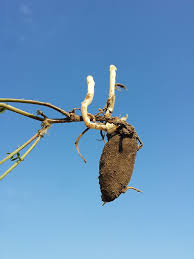 Attēlu rezultāti vaicājumam “Lathyrus tuberosus bud”