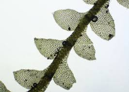 Attēlu rezultāti vaicājumam “Calypogeia sphagnicola”