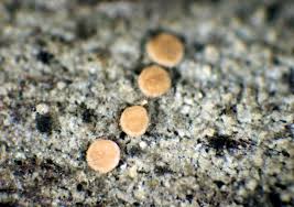 Attēlu rezultāti vaicājumam “Fellhanera subtilis”