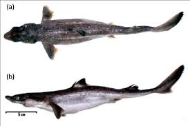 Image result for Squalus acanthias