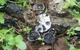 Attēlu rezultāti vaicājumam “Anomoporia bombycina”