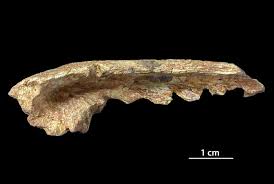 Attēlu rezultāti vaicājumam “Laccognathus panderi”