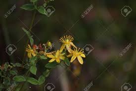 Attēlu rezultāti vaicājumam “Hypericum maculatum flower”