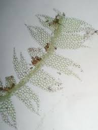 Attēlu rezultāti vaicājumam “Lophocolea minor macro”