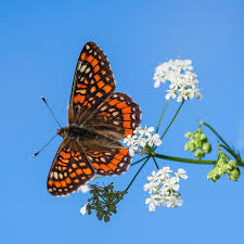Attēlu rezultāti vaicājumam “Euphydryas maturna”