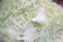 Attēlu rezultāti vaicājumam “Prociphilus xylostei”