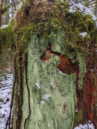 Attēlu rezultāti vaicājumam “Icmadophila ericetorum”