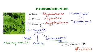 Attēlu rezultāti vaicājumam “Pteropsida”