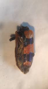 Attēlu rezultāti vaicājumam “Trichodes apiarius”