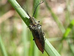 Attēlu rezultāti vaicājumam “Ctenicera pectinicornis female”