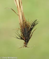 Attēlu rezultāti vaicājumam “Carex appropinquata”