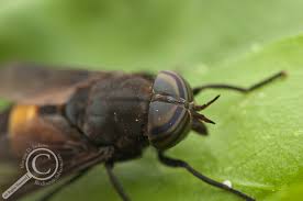 Attēlu rezultāti vaicājumam “Tabanidae”