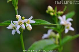 Attēlu rezultāti vaicājumam “Vincetoxicum hirundinaria flower”